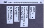 Etiketten zu Agrypnus argentosquamosus (Vats & Kashyap, 1992) (NHMW-ZOO-COL-0008007)